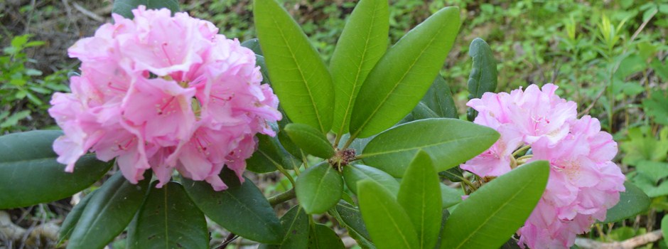 Pink-Rhodies.jpg