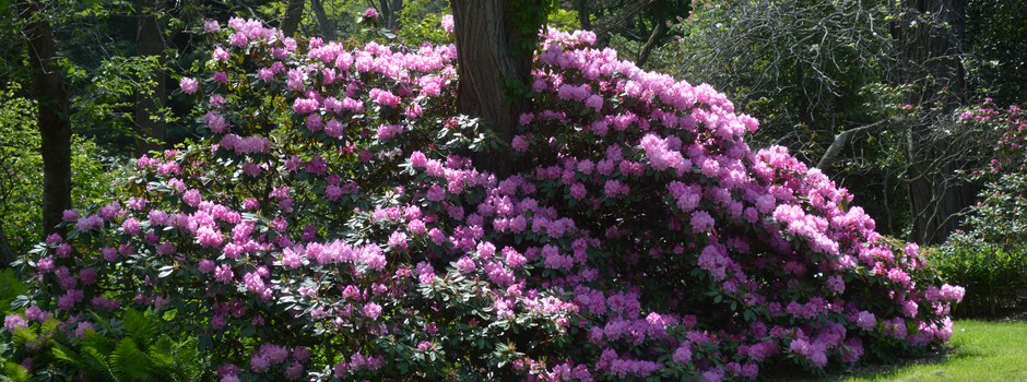 Pink-Rhodies.jpg