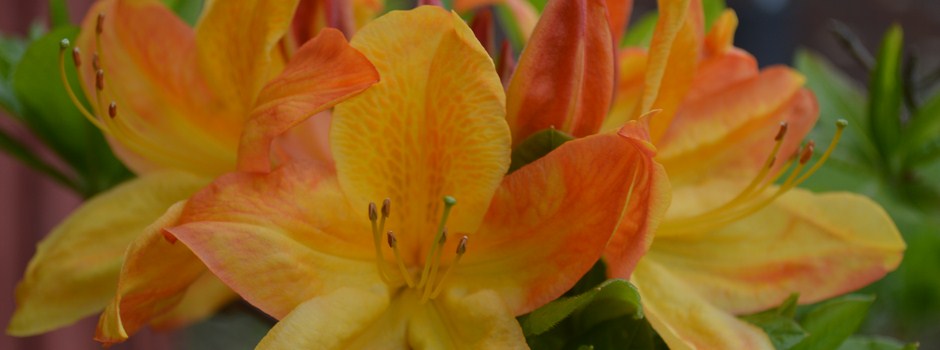 yellow-orange-azalea.jpg