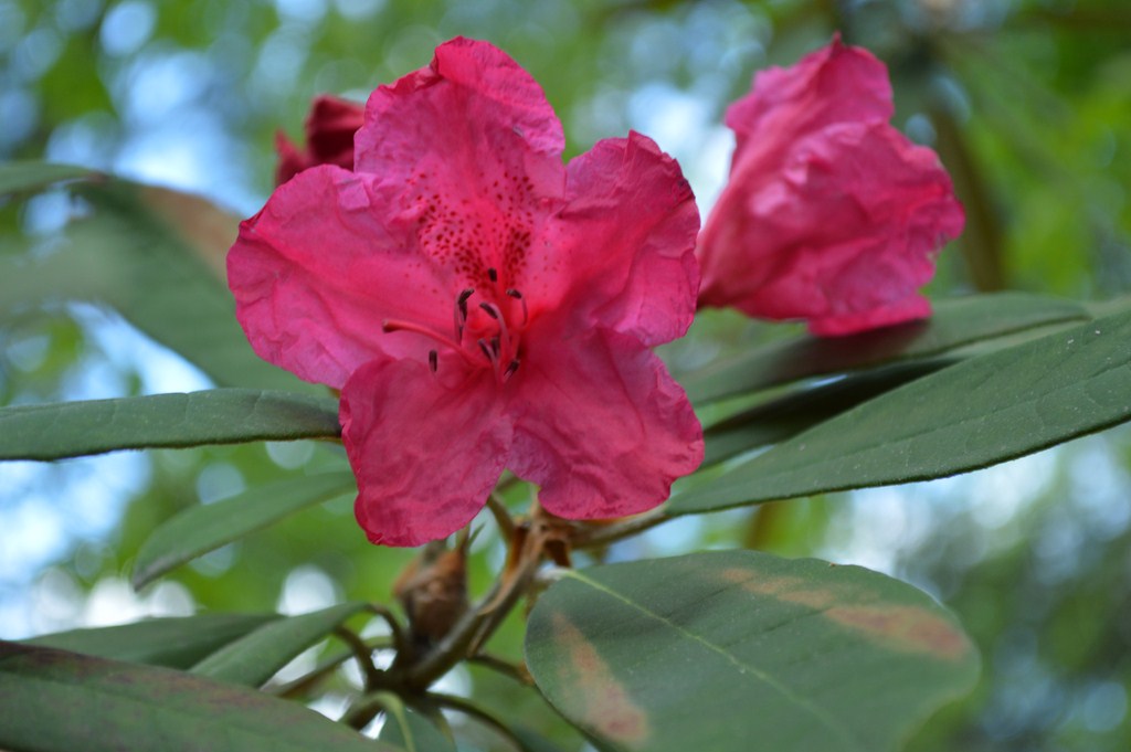 Fuscia Azalea