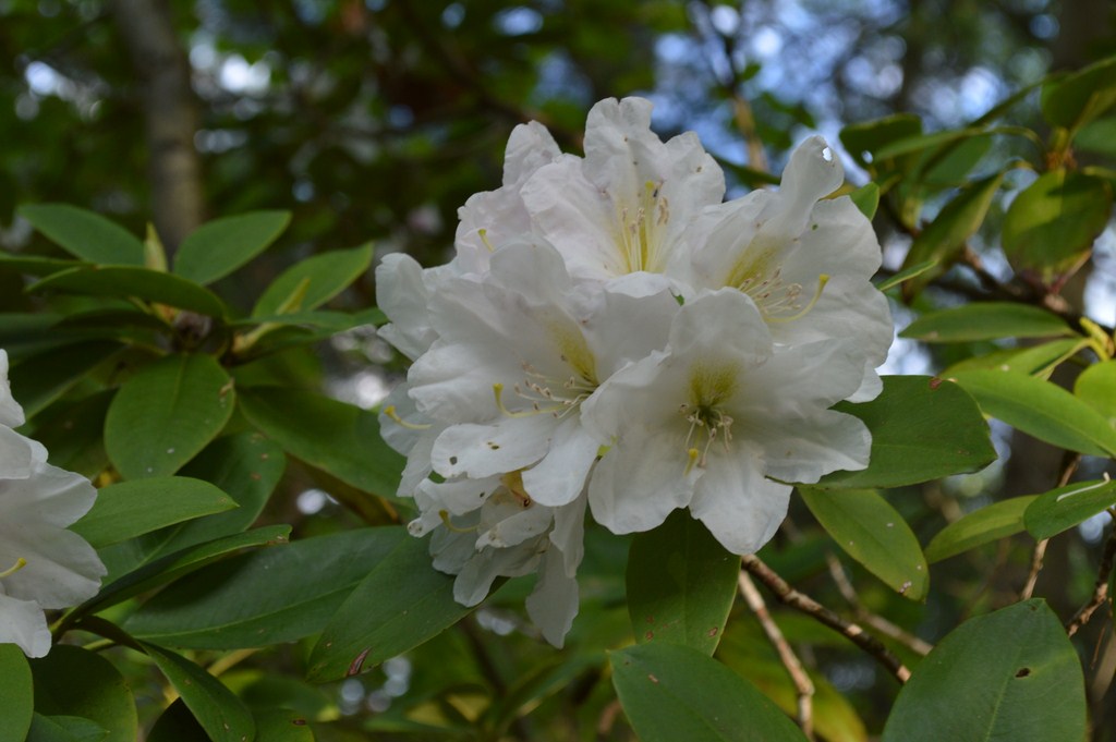 White Rhododendrum