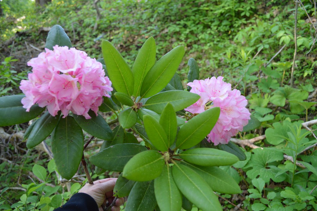 Pink Rhododendrum