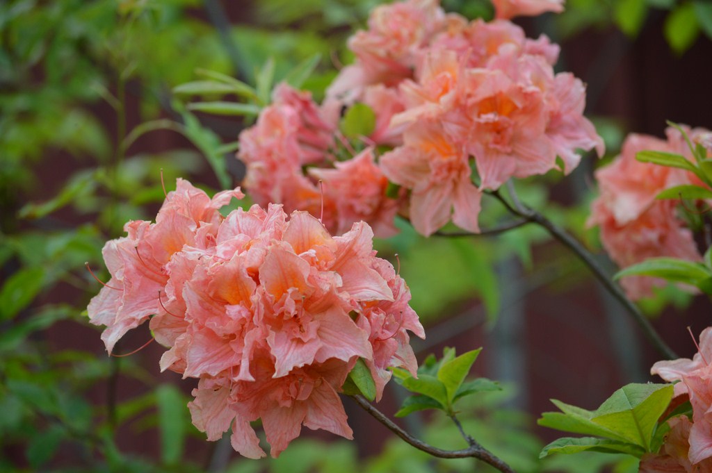 Peach Azalea