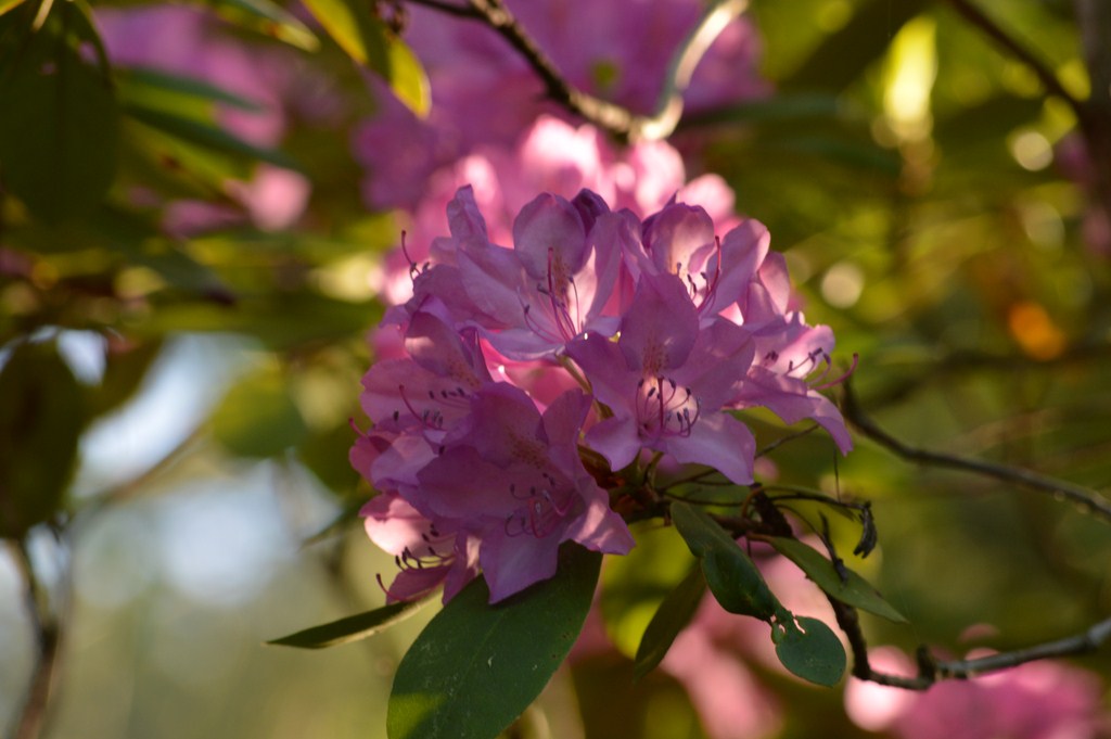 Purple Rhododendrum