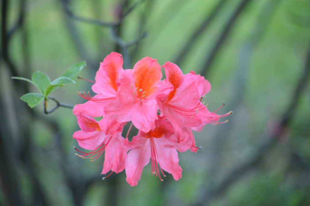 Pink/Peach Azalea