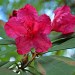 Fuscia Azalea