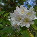 White Rhododendrum