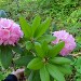 Pink Rhododendrum