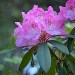 Purple Rhododendrum