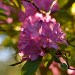 Purple Rhododendrum