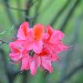 Pink/Peach Azalea