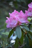 Purple Rhododendrum